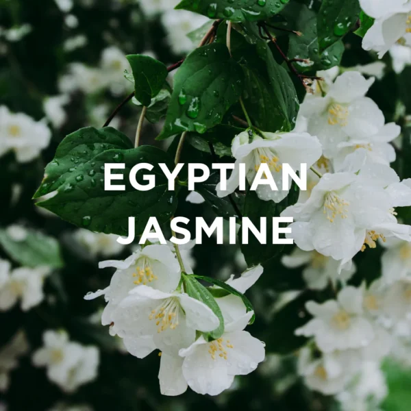 Kvapioji žvakė Egipto jazminas + sandalmedis - Image 4