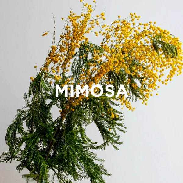 Kvapioji žvakė Maroko apelsinas + mimoza - Image 4