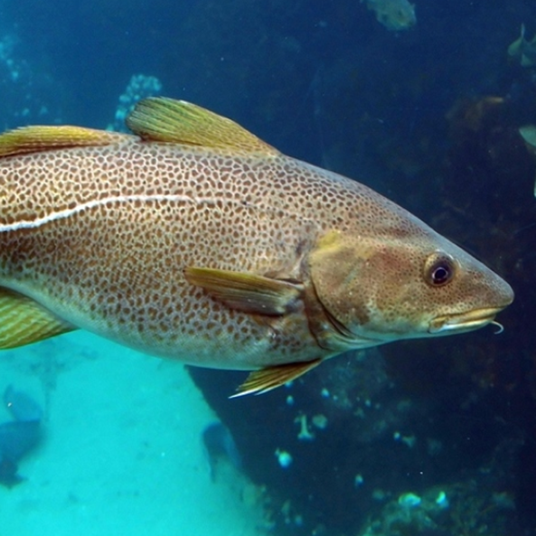 Cod